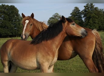 Rhenisch-German Heavy Draft, Mare, 2 years, 16 hh, Chestnut