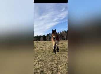 Rhenisch-German Heavy Draft, Mare, 2 years, 16,2 hh, Brown
