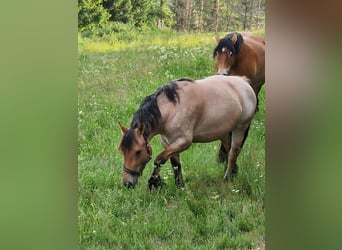 Rhenisch-German Heavy Draft, Mare, 3 years, 15.1 hh, Brown Falb mold Rhenisch-German Heavy Draft, Mare, 3 years, 15.1 hh, Brown Falb mold