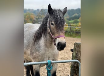 Rhenisch-German Heavy Draft, Mare, 3 years, 15,2 hh