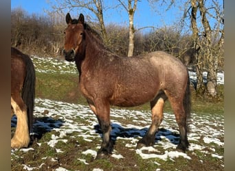Rhenisch-German Heavy Draft, Mare, 5 years, 16 hh, Grey-Red-Tan