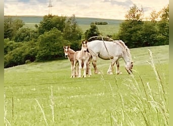 Rhenisch-German Heavy Draft, Mare, 5 years, 17 hh, Gray-Red-Tan