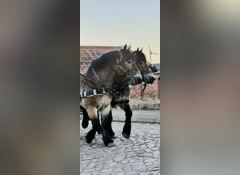 Rhenisch-German Heavy Draft, Mare, 6 years, 16 hh, Brown