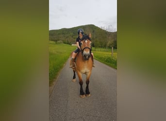 Rhenisch-German Heavy Draft, Mare, 7 years, 15.2 hh, Brown