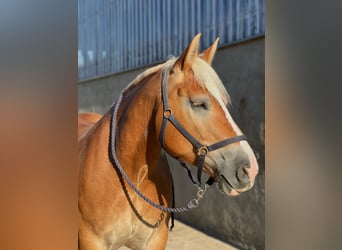 Rhenisch-German Heavy Draft, Mare, 7 years, 15,2 hh, Chestnut-Red