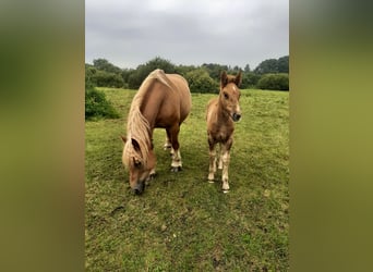 Rhenisch-German Heavy Draft, Mare, 7 years, 16,1 hh, Chestnut-Red