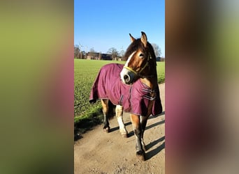 Rhenisch-German Heavy Draft, Mare, 7 years, 16 hh, Brown