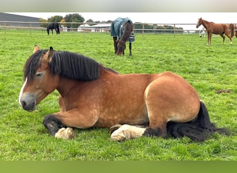 Rhenisch-German Heavy Draft, Mare, 7 years, 16 hh, Brown