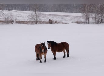 Rhenisch-German Heavy Draft, Mare, 7 years, 16 hh, Brown-Light