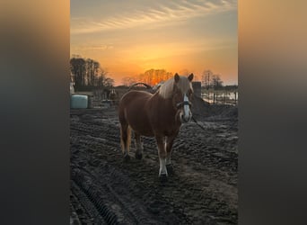 Rhenisch-German Heavy Draft Mix, Mare, 9 years, 15,2 hh, Chestnut-Red