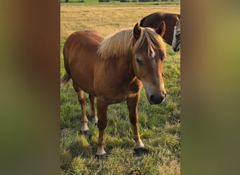 Rhenisch-German Heavy Draft, Stallion, 1 year, 13,1 hh, Chestnut-Red