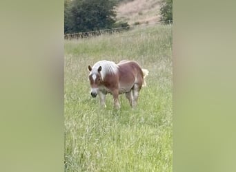 Rhenisch-German Heavy Draft, Stallion, 1 year, 16 hh, Chestnut-Red