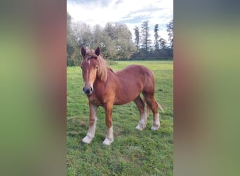 Rhenisch-German Heavy Draft, Stallion, 1 year, Chestnut-Red