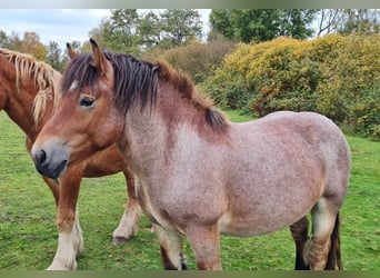 Rhenisch-German Heavy Draft, Stallion, 2 years, 14,2 hh, Roan-Bay