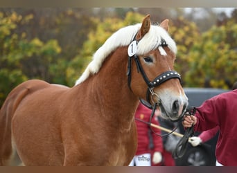 Rhenisch-German Heavy Draft, Stallion, 2 years, 15,2 hh, Chestnut-Red