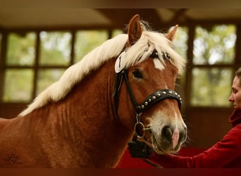 Rhenisch-German Heavy Draft, Stallion, 2 years, 15,2 hh, Chestnut-Red