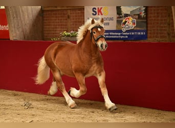 Rhenisch-German Heavy Draft, Stallion, 2 years, 15,2 hh, Chestnut-Red