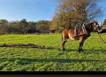 Rhenisch-German Heavy Draft, Stallion, 3 years, 16 hh, Brown-Light