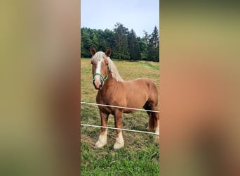 Rhenisch-German Heavy Draft, Stallion, 3 years, 16 hh, Chestnut-Red