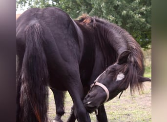 Rhenisch-German Heavy Draft, Stallion, 5 years, 14,2 hh, Black
