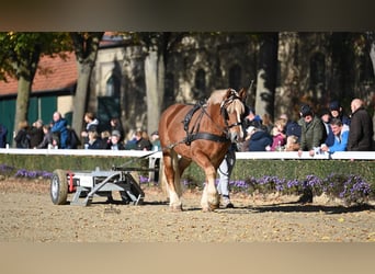 Rhenisch-German Heavy Draft, Stallion, 5 years, 16 hh, Chestnut-Red