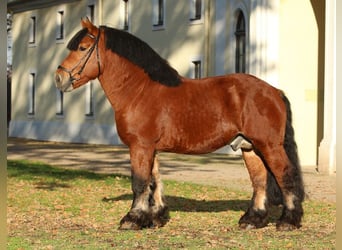 Rhenisch-German Heavy Draft, Stallion, 14 years, 16 hh, Brown