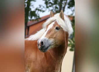 Rhenisch-German Heavy Draft, Stallion, 15 years, 16,1 hh, Chestnut-Red