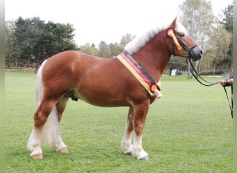 Rhenisch-German Heavy Draft, Stallion, 7 years, 15.3 hh, Chestnut-Red