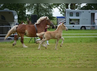 Rhenisch-German Heavy Draft, Stallion, Foal (04/2026), 16.1 hh, Chestnut-Red