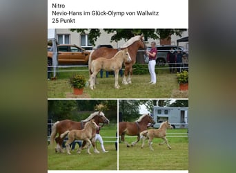 Rhenisch-German Heavy Draft, Stallion, Foal (04/2026), 16.1 hh, Chestnut-Red