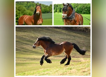 Rhenisch-German Heavy Draft, Stallion, Foal (04/2025), Brown