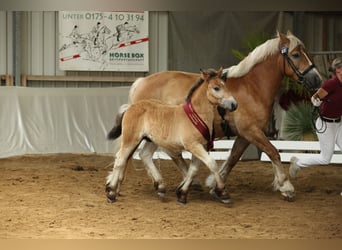 Rhenisch-German Heavy Draft, Stallion, Foal (04/2025), Brown