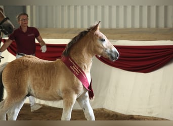 Rhenisch-German Heavy Draft, Stallion, Foal (04/2025), Brown