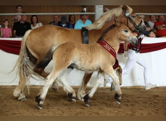 Rhenisch-German Heavy Draft, Stallion, Foal (04/2025), Brown