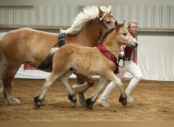 Rhenisch-German Heavy Draft, Stallion, Foal (04/2025), Brown