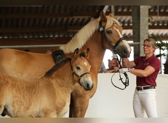 Rhenisch-German Heavy Draft, Stallion, Foal (04/2025), Brown