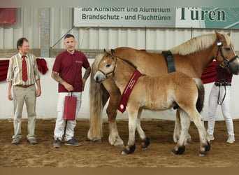 Rhenisch-German Heavy Draft, Stallion, Foal (04/2025), Brown