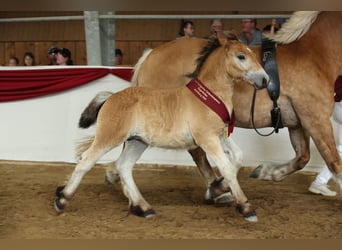 Rhenisch-German Heavy Draft, Stallion, Foal (04/2025), Brown