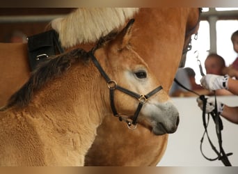 Rhenisch-German Heavy Draft, Stallion, Foal (04/2025), Brown