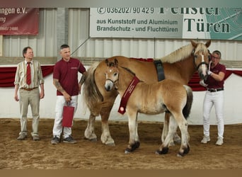 Rhenisch-German Heavy Draft, Stallion, Foal (04/2025), Brown