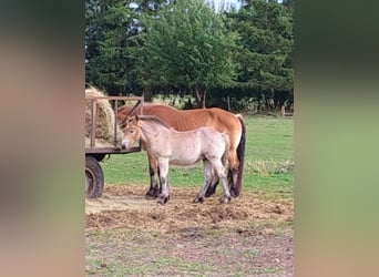 Rhenisch-German Heavy Draft, Stallion, Foal (05/2026), Can be white