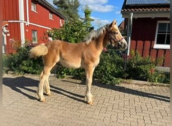 Rhenisch-German Heavy Draft, Stallion, Foal (04/2023), Chestnut-Red