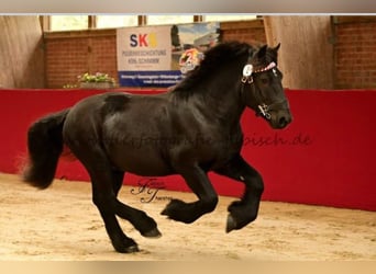 Rhenisch-tysk arbetshäst, Hingst, 2 år, 166 cm, Svart