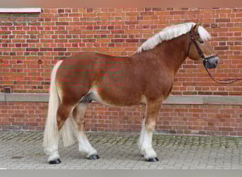 Rhenisch-tysk arbetshäst, Hingst, 7 år, 166 cm, fux