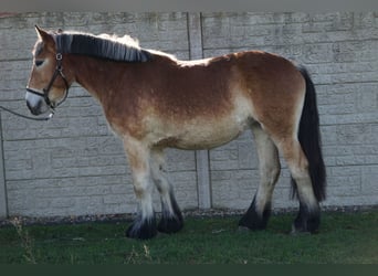 Rhenisch-tysk arbetshäst, Sto, 2 år, 159 cm, Ljusbrun