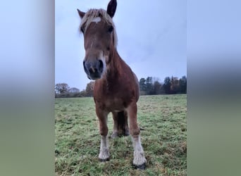 Rhenisch-tysk arbetshäst, Sto, 7 år, 168 cm, fux