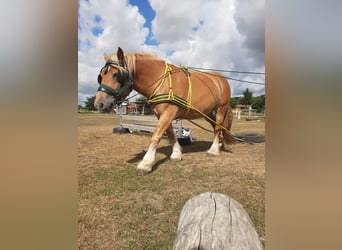 Rhenisch-tysk arbetshäst, Sto, 7 år, 168 cm, fux