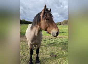 Rhenisch-tysk arbetshäst, Valack, 2 år, 155 cm, Grå-mörk-brun