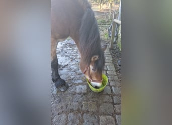 Rhenish-Westphalian Heavy Draft, Mare, 11 years, 16 hh, Brown-Light