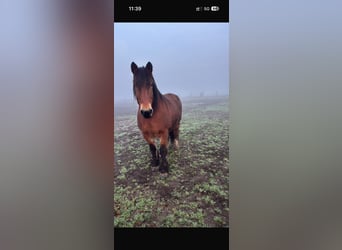 Rhenish-Westphalian Heavy Draft, Mare, 14 years, 15,3 hh, Brown